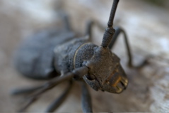 Anjodi - Big Blurry Bug